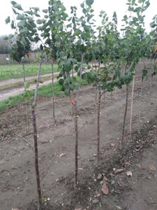 Prunus d. 'Reine Claude d'Althan' = Conducta 8-10 Halfstam wortelgoed - afbeelding 2