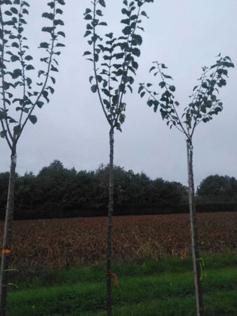 Prunus d. 'Reine Claude Crottée' = Verte 10-12 Hoogstam wortelgoed