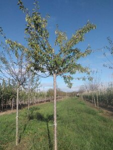 Prunus d. 'Reine Claude Crottée' = Verte 20-25 Hoogstam draadkluit 4 X verplant