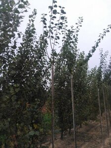 Prunus d. 'Reine Claude Crottée' = Verte 6-8 Hoogstam wortelgoed - afbeelding 1