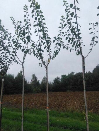 Prunus d. 'Reine Claude Crottée' = Verte 8-10 Hoogstam wortelgoed - afbeelding 1