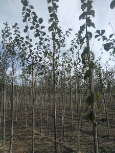 Prunus d. 'Reine Claude Crottée' = Verte 8-10 Hoogstam wortelgoed - afbeelding 2