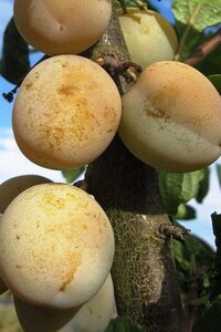 Prunus d. 'Reine Claude d'Oullins' dubbeleUmetrek wortelgoed - afbeelding 2