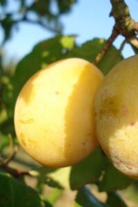 Prunus d. 'Ste Catharine' 6-8 Halfstam wortelgoed
