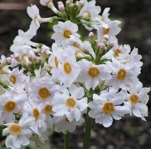 Primula japonica 'Alba' geen maat specificatie 0,55L/P9cm