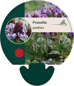 Prunella grandiflora geen maat specificatie 0,55L/P9cm - afbeelding 4