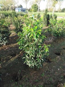 Prunus lusitanica 125-150 cm met kluit - afbeelding 2