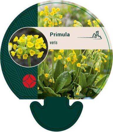 Primula veris geen maat specificatie 0,55L/P9cm - afbeelding 3