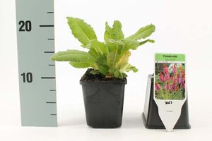 Primula vialii geen maat specificatie 0,55L/P9cm - afbeelding 4