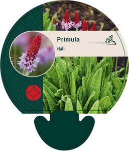 Primula vialii geen maat specificatie 0,55L/P9cm - afbeelding 3