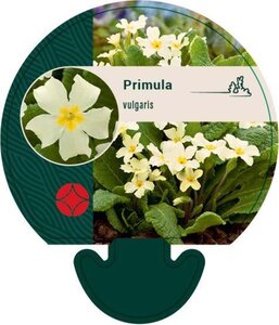 Primula vulgaris geen maat specificatie 0,55L/P9cm - afbeelding 2