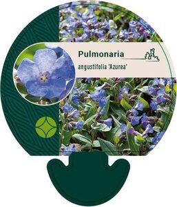 Pulmonaria ang. 'Azurea' geen maat specificatie 0,55L/P9cm - afbeelding 1