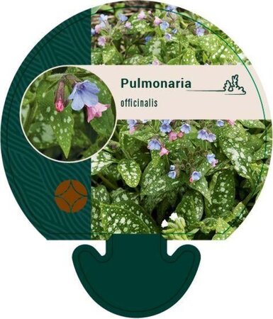 Pulmonaria officinalis geen maat specificatie 0,55L/P9cm