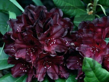 Rhododendron 'Black Widow' 30-40 cm cont. 4,0L