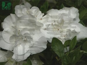 Rhododendron (AJ) 'Hardy Gardenia' 40-50 cm cont. 5,0L