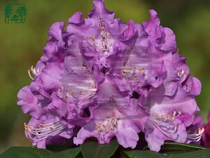 Rhododendron 'True Blue' 25-30 cm cont. 4,0L