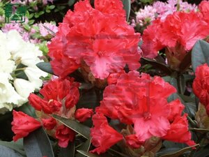 Rhododendron (Y) 'Vollblut' 30-40 cm cont. 3,0L