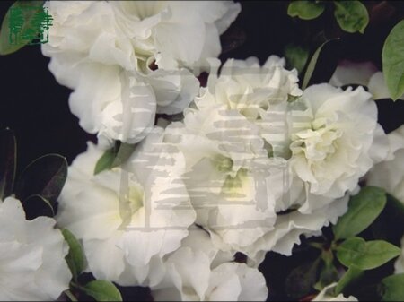 Rhododendron (AJ) 'White Rosebud' WIT 60-70 cm met kluit