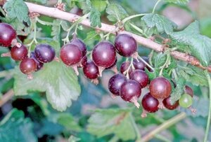 Ribes Jostaberry 60-100 cm wortelgoed 3-5 tak struik