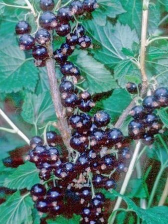 Ribes nigr. 'Black Reward' ZWART geen maat specificatie wortelgoed 3-5 tak struik - afbeelding 2