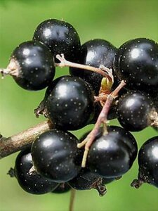Ribes nigr. 'Wellington XXX' 60-100 cm cont. 3,0L 3-5 tak - afbeelding 1
