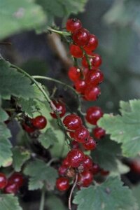 Ribes r. 'Red Lake' 60-100 cm cont. 3,0L 3-5 tak - afbeelding 1