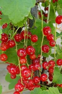 Ribes r. 'Red Lake' 60-100 cm cont. 3,0L 3-5 tak - afbeelding 2
