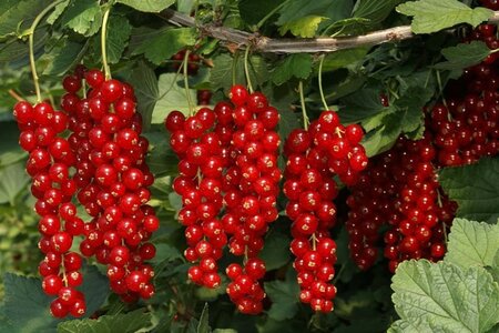 Ribes r. 'Rotet' 60-100 cm cont. 3,0L 3-5 tak - afbeelding 2