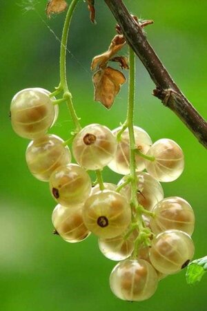 Ribes rub. 'Versailles Blanche' 60-100 cm cont. 3,0L 3-5 tak - afbeelding 1