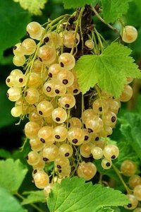 Ribes rub. 'Versailles Blanche' 60-100 cm cont. 3,0L 3-5 tak - afbeelding 2