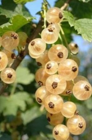 Ribes rub. 'Witte Hollander' WIT 60-100 cm cont. 3,0L 3-5 tak - afbeelding 2