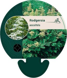 Rodgersia aesculifolia geen maat specificatie 0,55L/P9cm