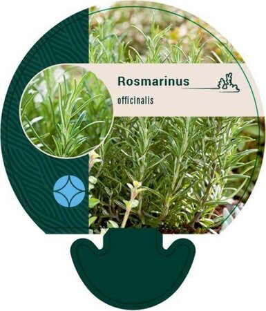 Rosmarinus officinalis geen maat specificatie 0,55L/P9cm - afbeelding 6
