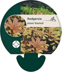 Rodgersia pinnata 'Braunlaub' geen maat specificatie 0,55L/P9cm