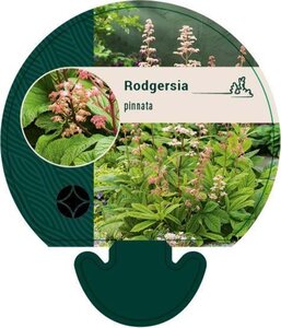 Rodgersia pinnata geen maat specificatie 0,55L/P9cm - afbeelding 2