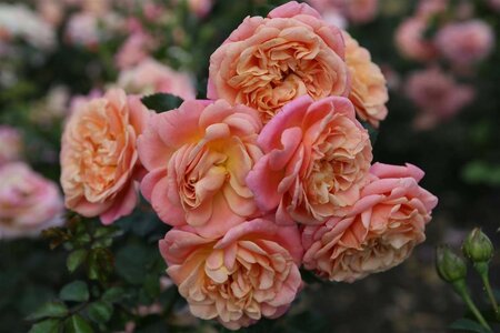 Rosa (K) Peach Melba® wortelgoed A kwaliteit