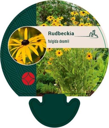 Rudbeckia fulgida deamii geen maat specificatie 0,55L/P9cm