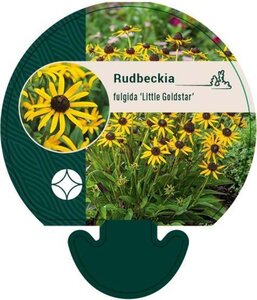 Rudbeckia f. 'Little Goldstar' geen maat specificatie 0,55L/P9cm - afbeelding 1