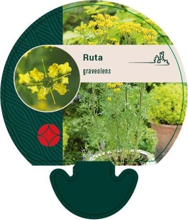Ruta graveolens geen maat specificatie 0,55L/P9cm - afbeelding 4