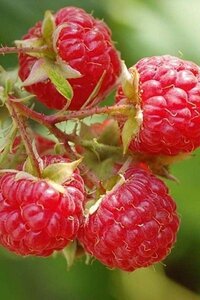 Rubus idaeus 'Autumn Bliss' rood HERFST geen maat specificatie cont. 3,0L - afbeelding 3