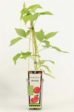 Rubus idaeus 'Aroma Queen' rood HERFST 70 cm vierkant 2L