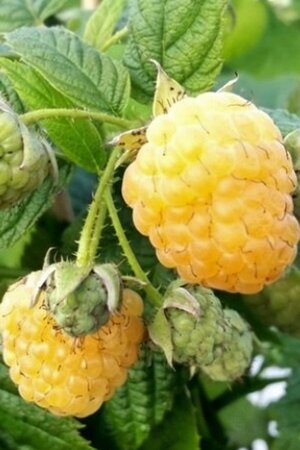 Rubus idaeus 'Golden Everest' geel ZOMER 1jr. A kwal. wortelgoed struik