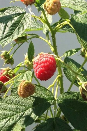 Rubus idaeus 'Héritage' Rood HERFST 1jr. A kwal. wortelgoed struik - afbeelding 2