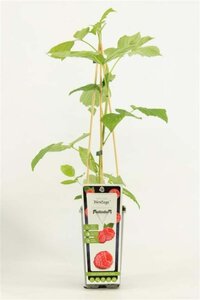 Rubus idaeus 'Héritage' Rood HERFST 70 cm vierkant 2L
