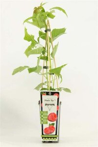 Rubus idaeus 'Himbo Top'  Rood HERFST 70 cm vierkant 2L