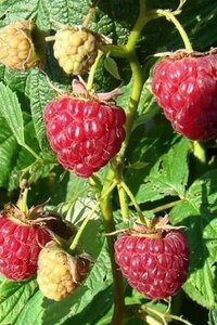 Rubus idaeus 'Lloyd George' rood ZOMER geen maat specificatie cont. 3,0L