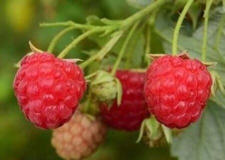 Rubus idaeus 'Malling Exploit' rood ZOMER geen maat specificatie cont. 3,0L
