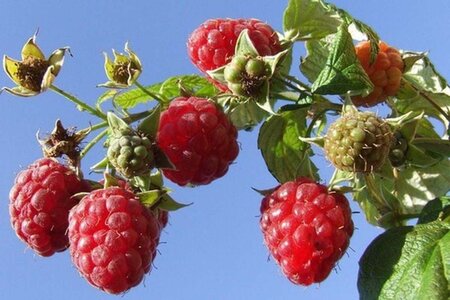Rubus idaeus 'Malling Promise' rood ZOMER 1jr. A kwal. wortelgoed struik - afbeelding 1