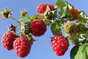 Rubus idaeus 'Malling Promise' rood ZOMER 1jr. A kwal. wortelgoed struik - afbeelding 1