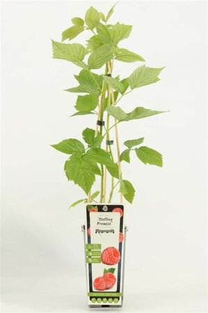 Rubus idaeus 'Malling Promise' rood ZOMER 70 cm vierkant 2L - afbeelding 3